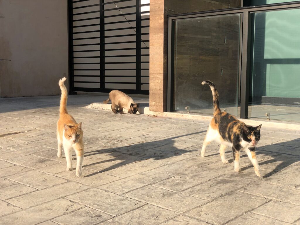 The Cats were out in Force Today!
