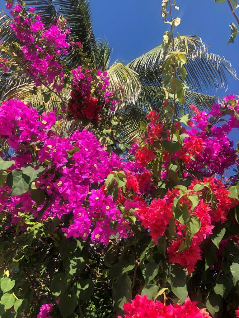 The Beautiful Flowers of Puerto Morelos
