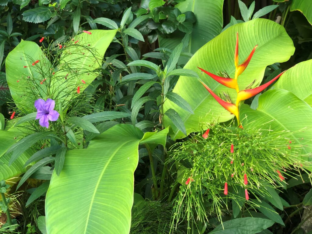 Po Mo is a tropical plant lovers paradise.