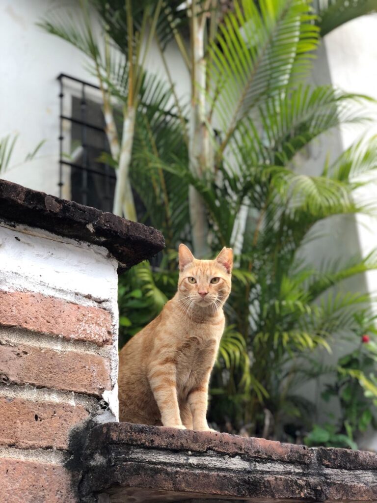 Most Lovely Cats on the Rio Cuale
