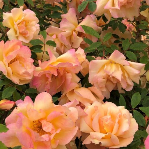 Walking the Streets & Being Safe in Ubud - lyfe abroad Avatar