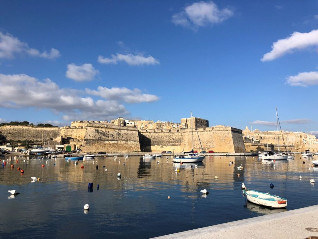 So Much More Maltese Beauty

