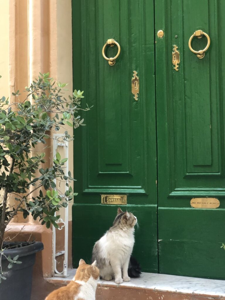 Cats & Other Friendlies of Malta
