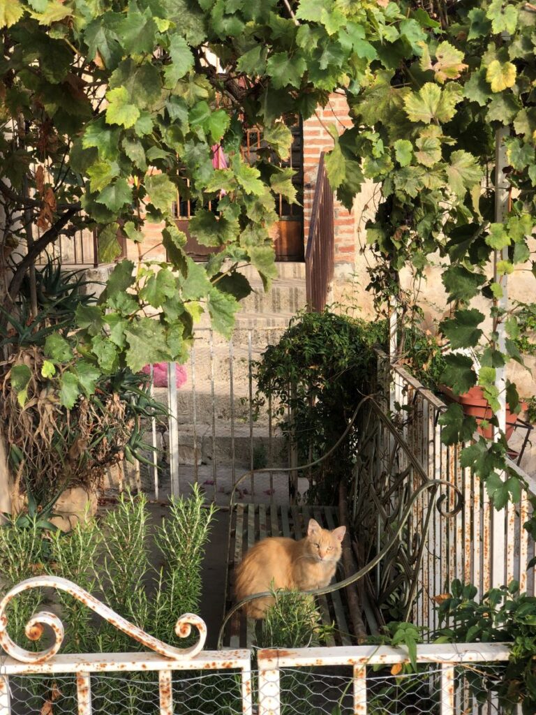 Adorable Shy Cats of Modica