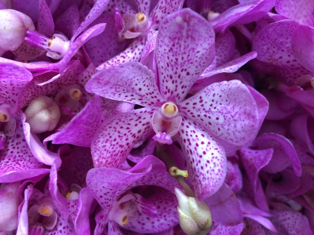 The Beautiful Flower Market in Chiang Mai

