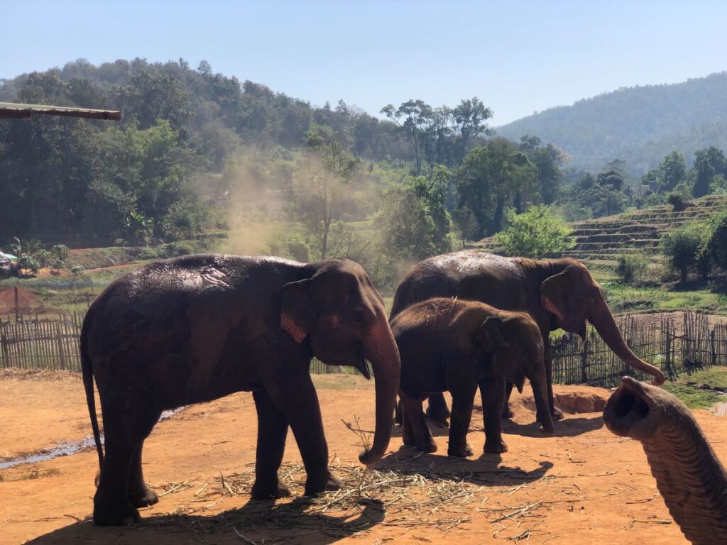The Best Experience at Elephant Jungle Sanctuary
