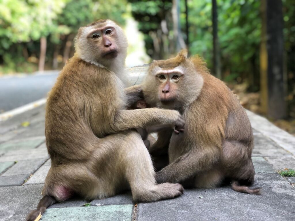 I Was Robbed on Monkey Hill in Phuket
