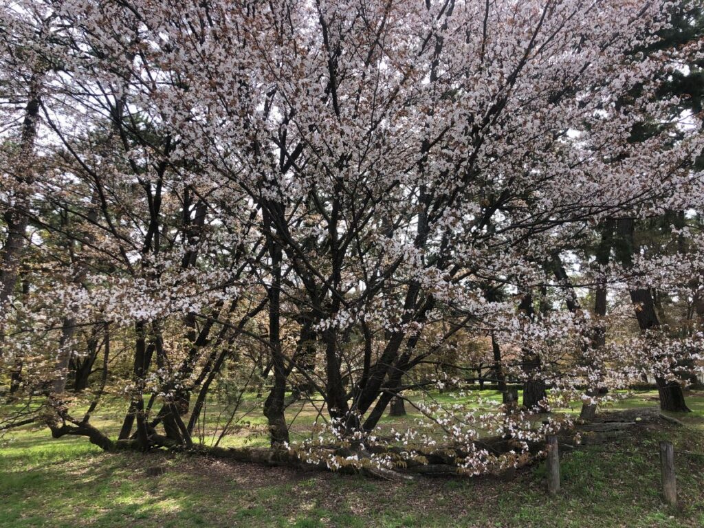 The Beautiful Sakura Cherry Blossoms in Japan
