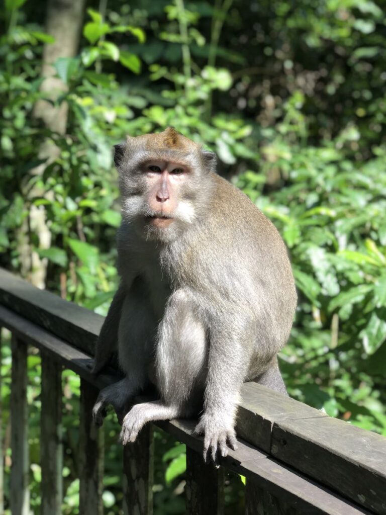 Having Fun at the Sacred Monkey Forest Ubud
