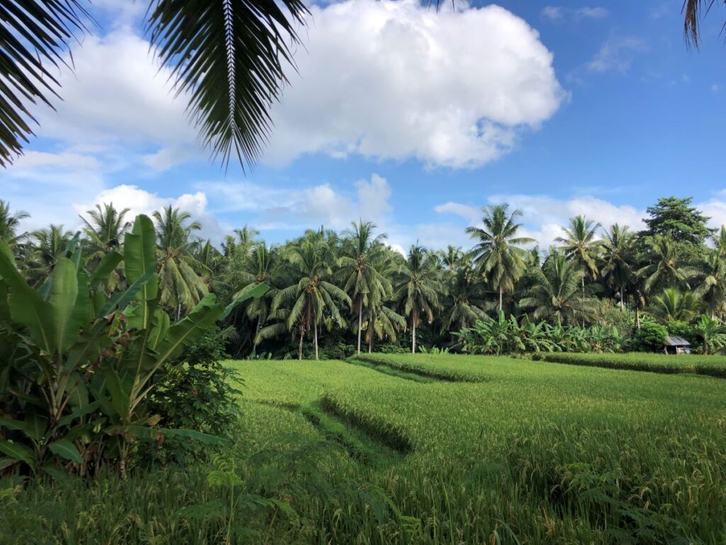 Walking Thru the Kajeng Rice Fields in Ubud