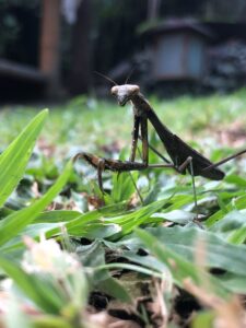 Lets Talk About the Bugs and Insects in Bali - lyfe abroad