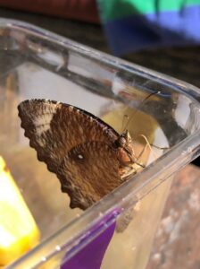 Lets Talk About the Bugs and Insects in Bali - lyfe abroad