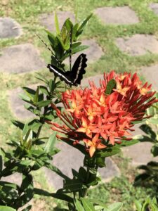 Lets Talk About the Bugs and Insects in Bali - lyfe abroad