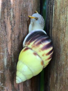 Lets Talk About the Bugs and Insects in Bali - lyfe abroad