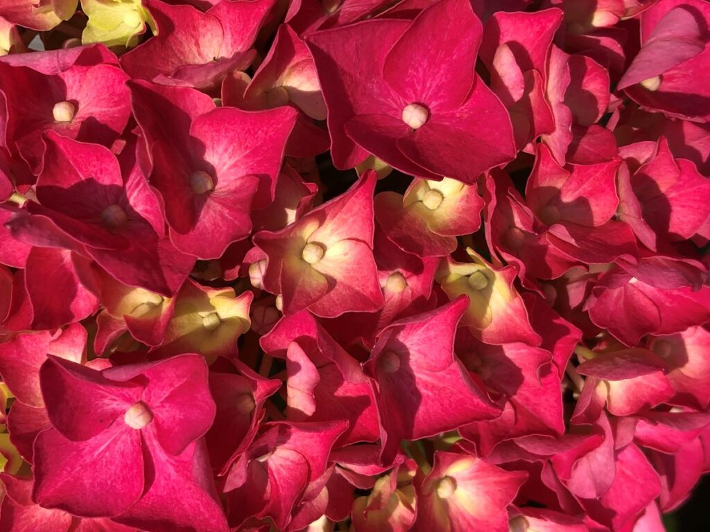 The Beautiful Array of Flowers in Busan Korea
