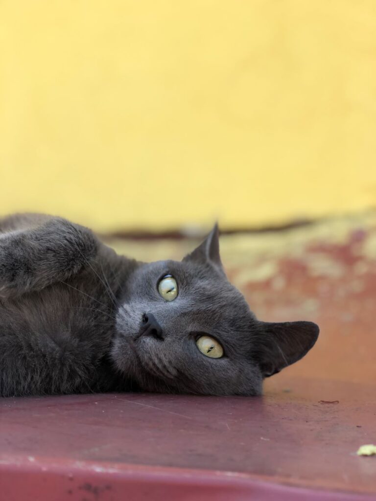 The Most Delightful Cats in Sarajevo
