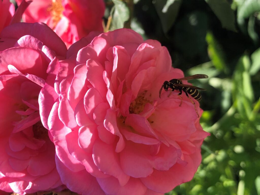 The Beautiful Flowers of Sarajevo
