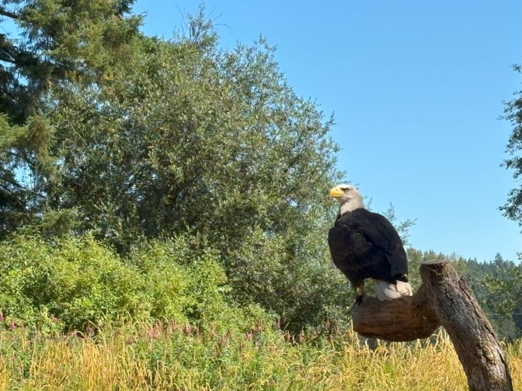 The Raptors, a Haven for Amazing Birds of Prey