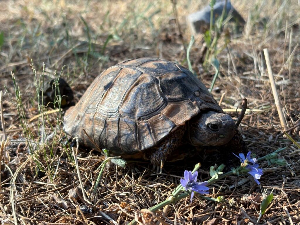 5 Free Things to Do in Podgorica Montenegro