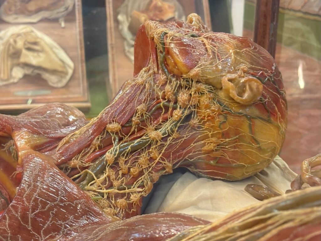 The Stunning La Specola Museum in Florence