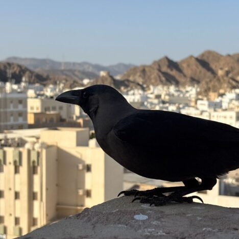 Time for a Road Trip! Muscat to Nizwa by Bus