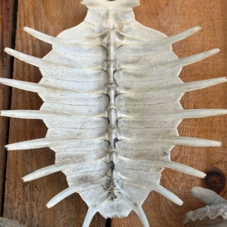 The Sultan Qaboos Grand Mosque in Muscat