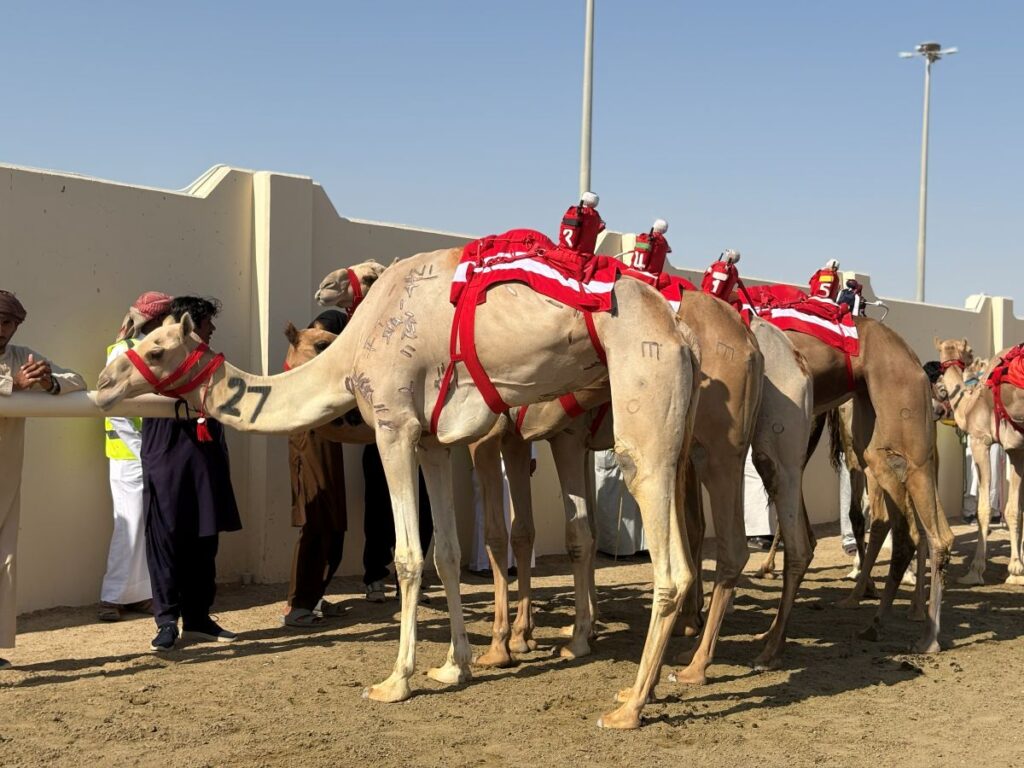 It's Off to the Camel Races in Doha Qatar
