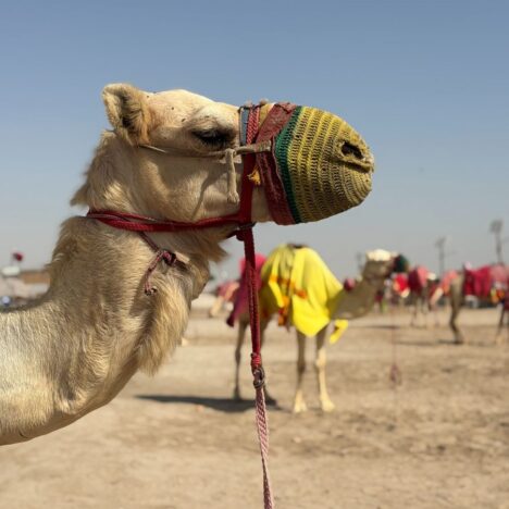 What to See at Mina District & Old Doha Port