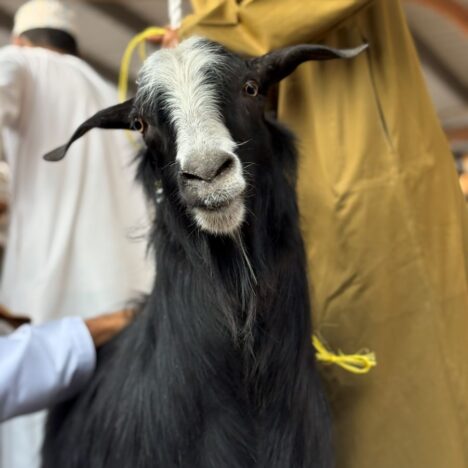 Three of the Best Beaches in Muscat Oman