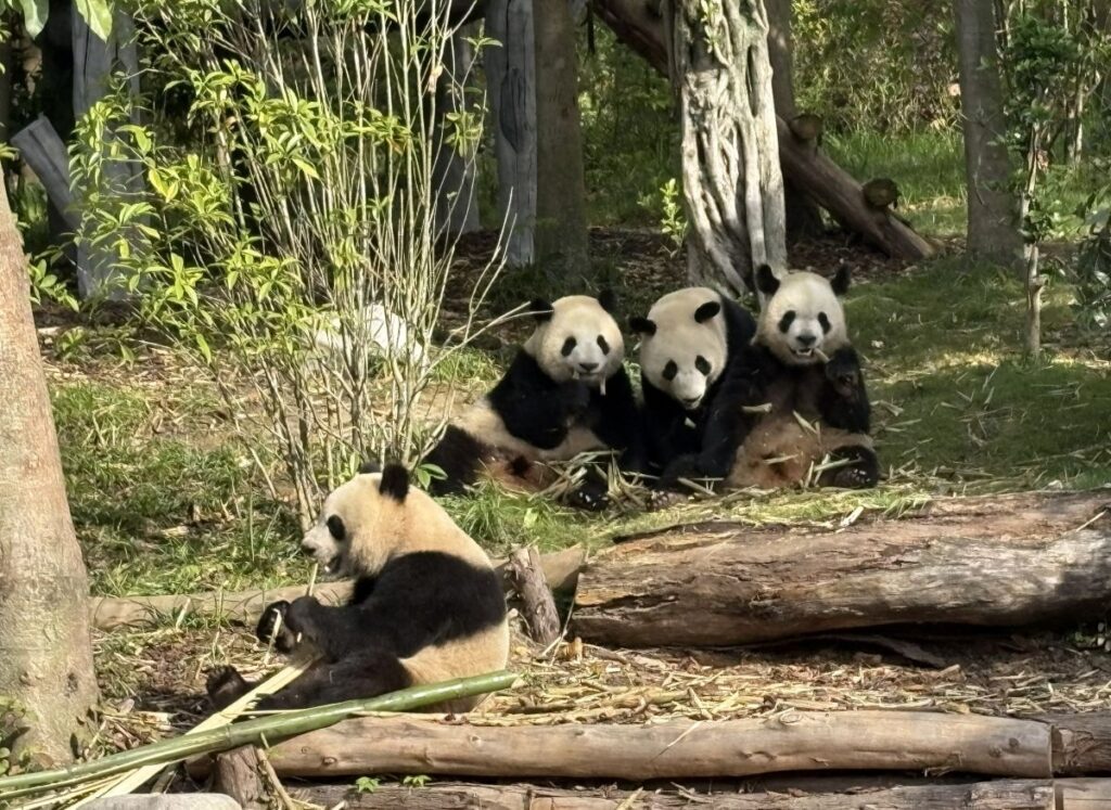 The Amazing Giant Panda Research Base in Chengdu
