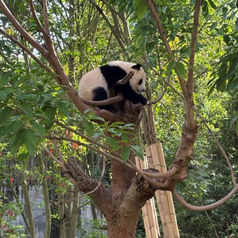5 Free Things to Do in Chengdu China