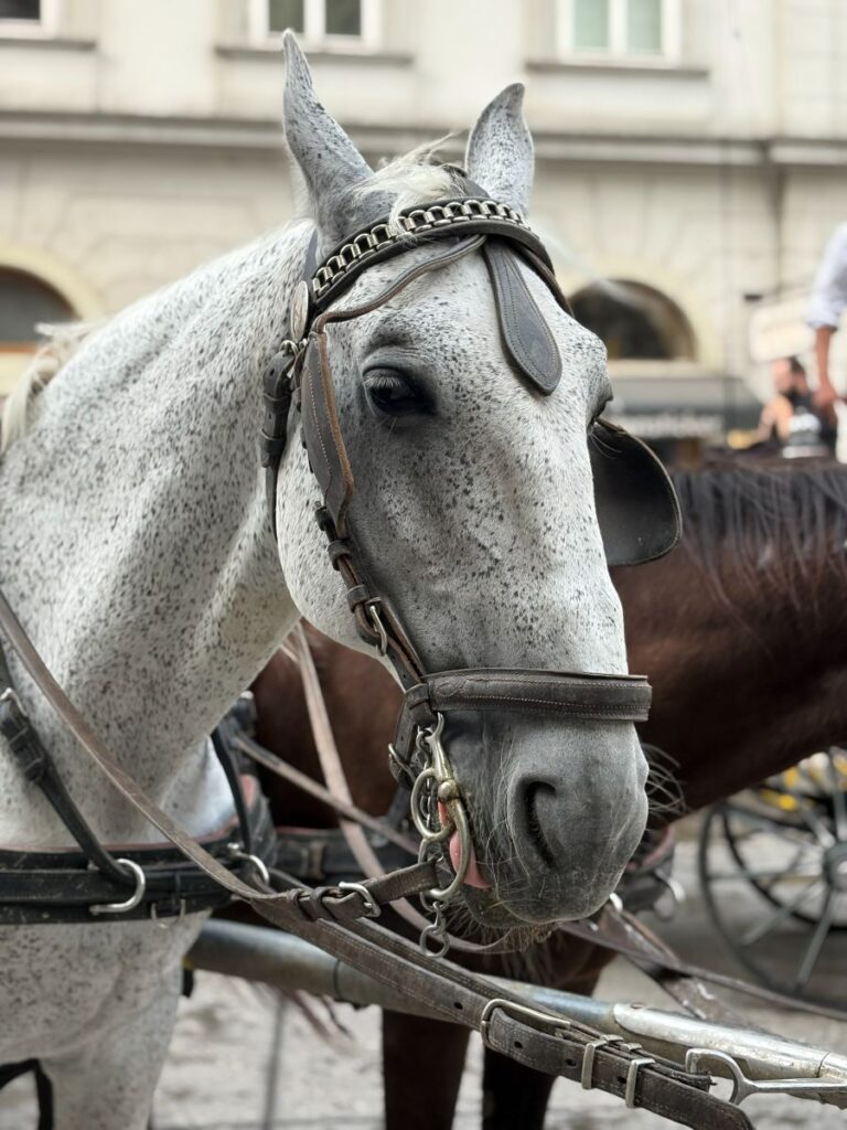 horse