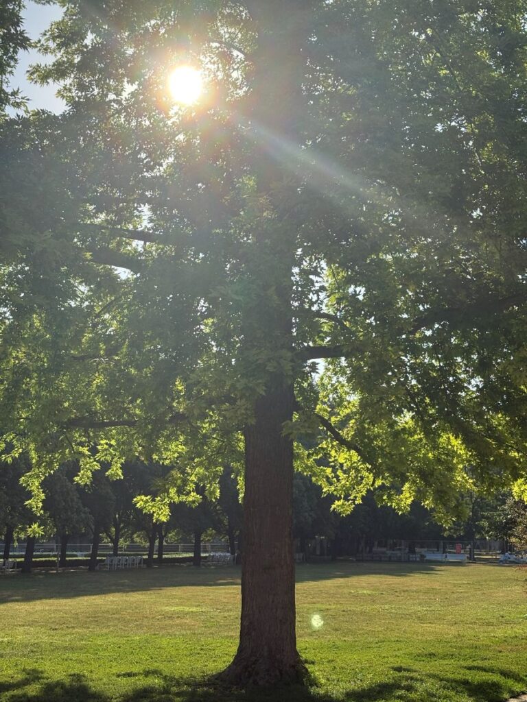 Heatwave
