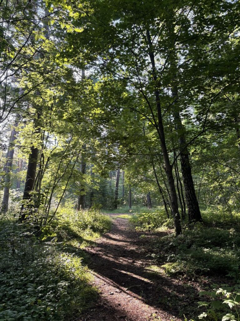 Stroomi forest