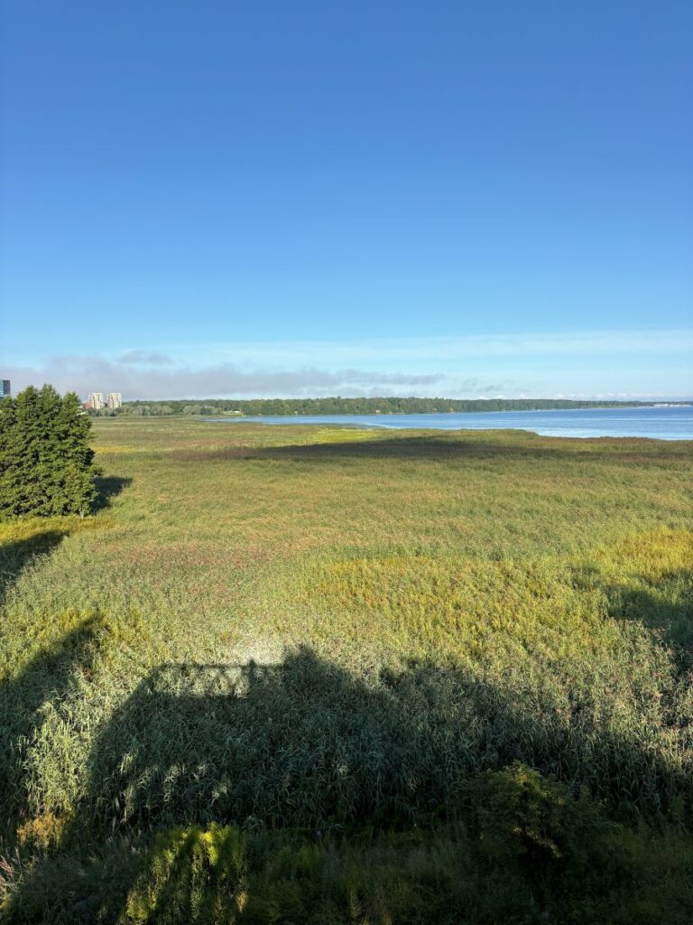 Mustjoe Estuary
